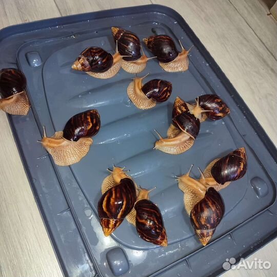 Улитки ахатины