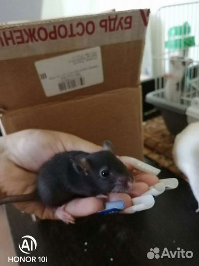 Крыса дамбо хаски