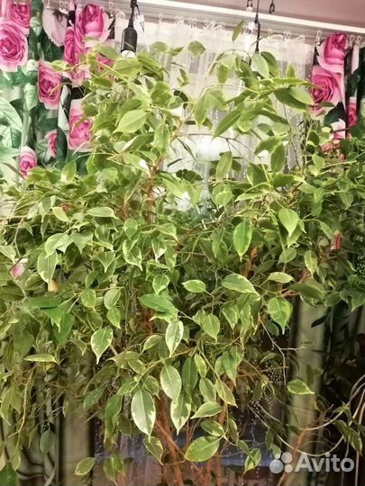 Фикус бенджамина большой