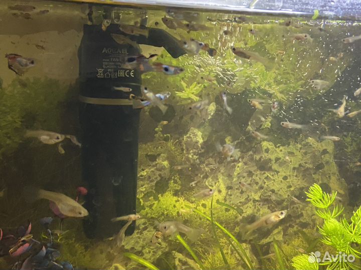 Гуппи самка