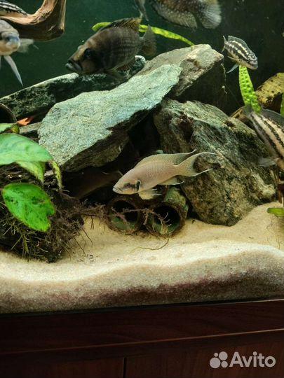 Аквариумные рыбки оз. Танганьика