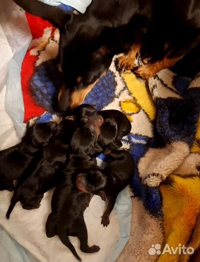 Цвергпинчер