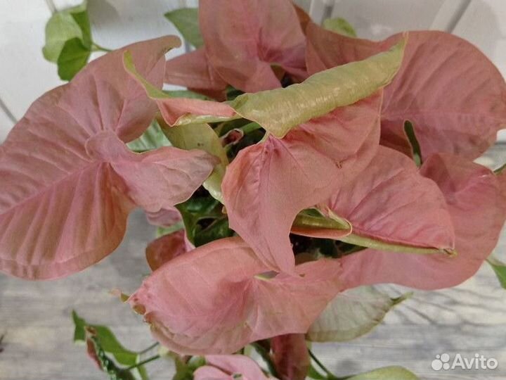 Сингониум Неон Пинк