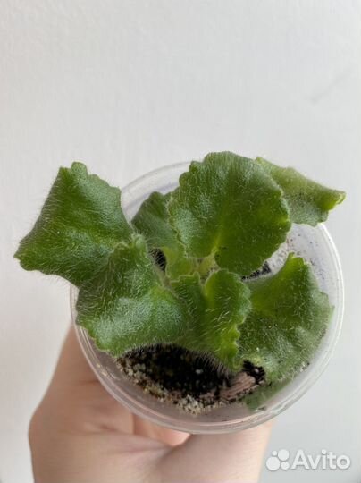 Рм-Алисия (детка фиалки)