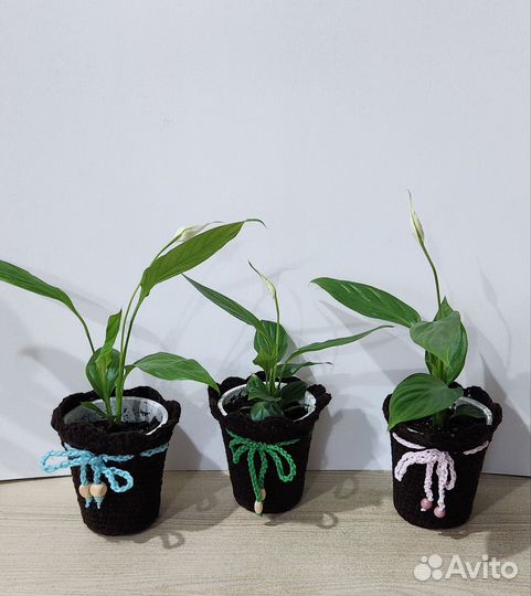 Спатифиллум