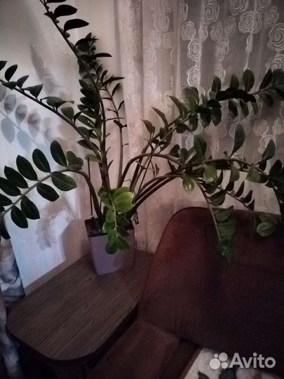 Замиокулькас