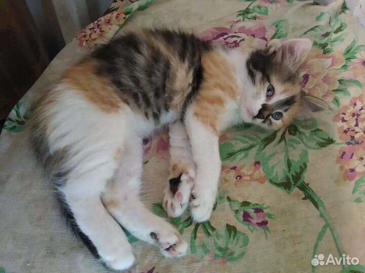 Кошка в дар