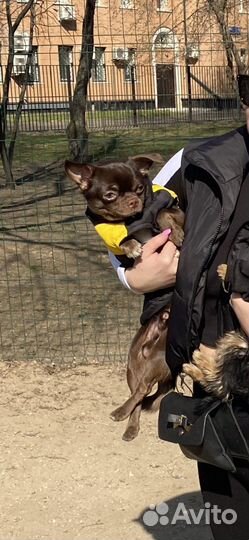 Вязка кобель чихуахуа