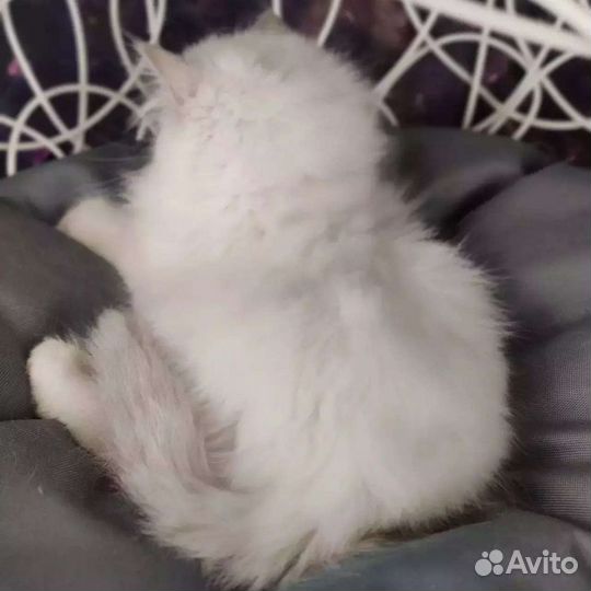 Рэгдолл для обнимашек и целовашек, с документами