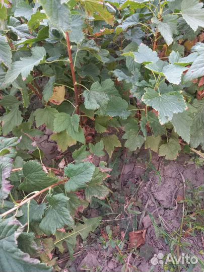 Саженцы черной смородины