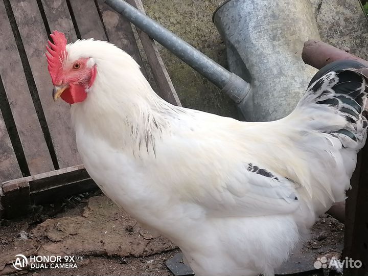 Молодые петухи