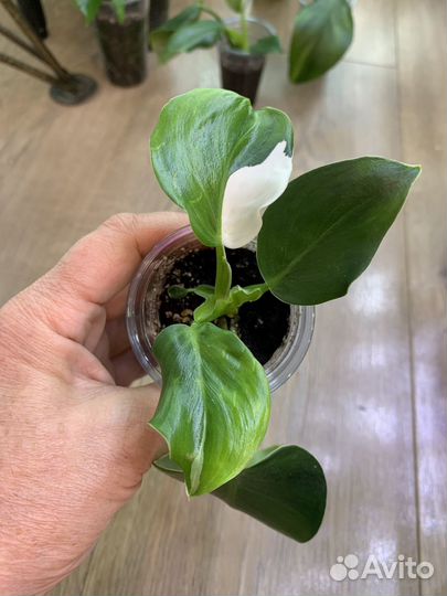 Филодендрон вайт wizard