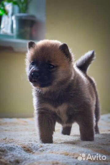 Щенки сиба ину