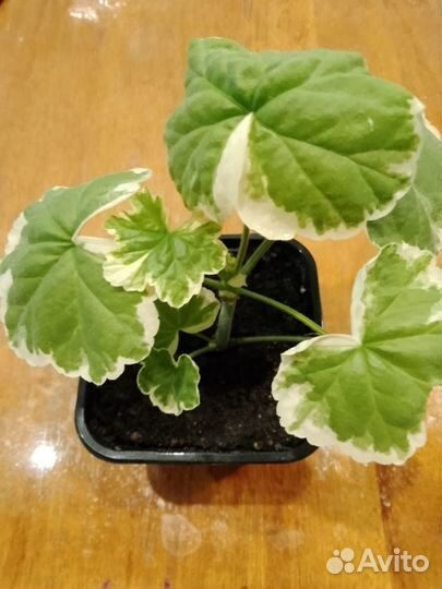 Цветы - Герань и Бегонии саженцы и черенки