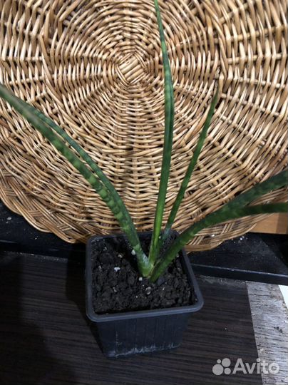 Сансевиерия цилиндрика