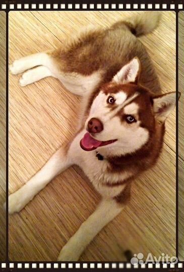 Щенки хаски