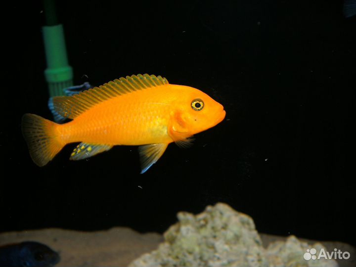 Красная зебра