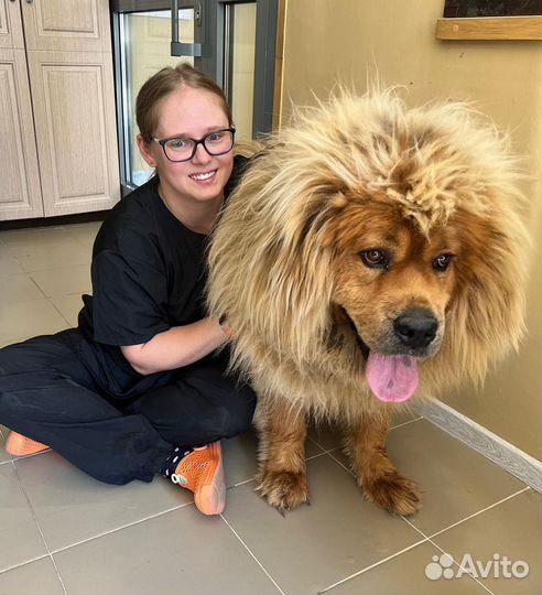 Стрижка собак/кошек/кроликов/груминг