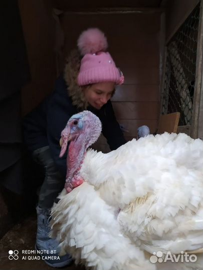 Индюшата недельные бройлер биг 6