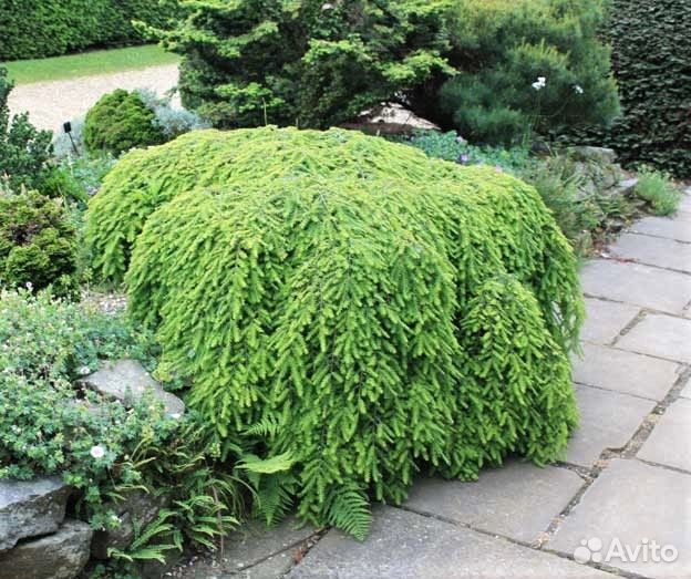 Саженцы тиса, тсуги, микробиоты