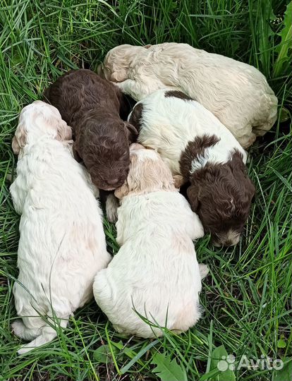 Щенки лаготто романьоло