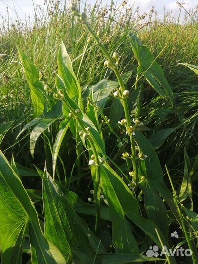 Водные растения