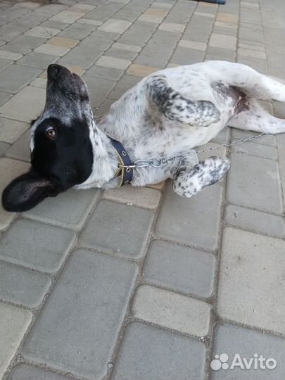 Дворняга девочка