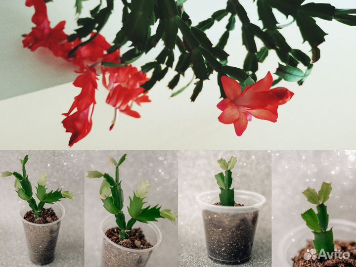 Декабрист красный