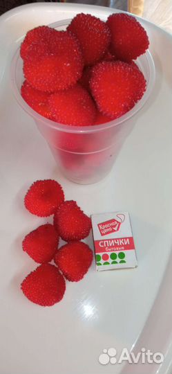 Тибетская малина