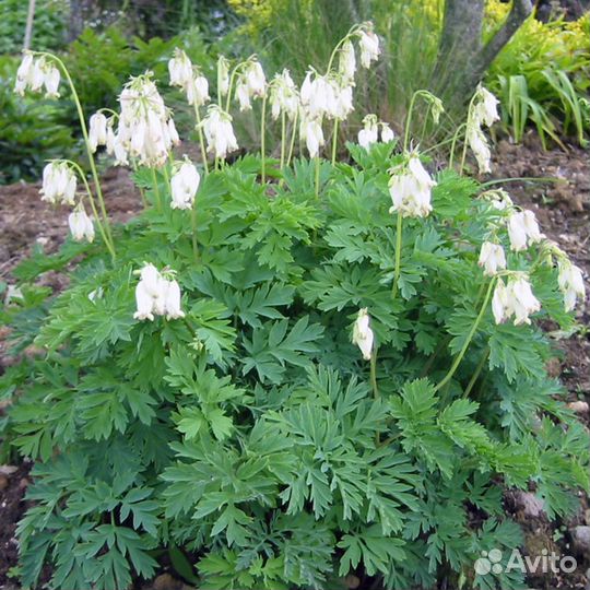 Многолетние цветы