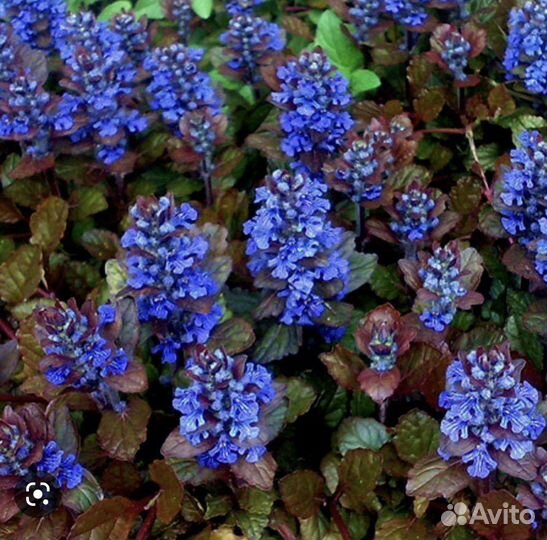 Многолетники, хоста, бадан, лилии, ирисы