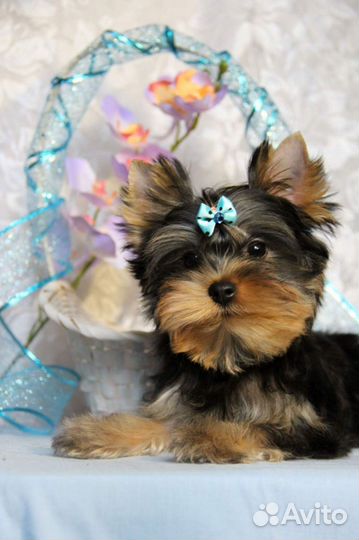 Йоркширский терьер