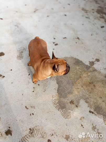 Французский бульдог вязка