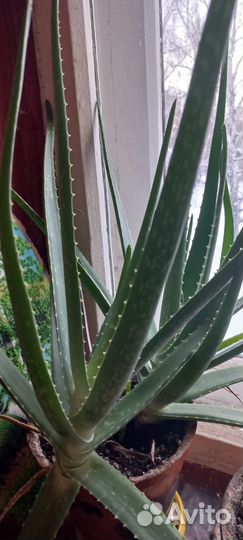 Алое вера растение