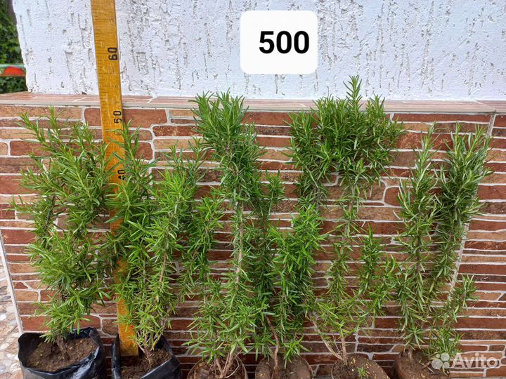 Розмарин вечнозеленый кустарник