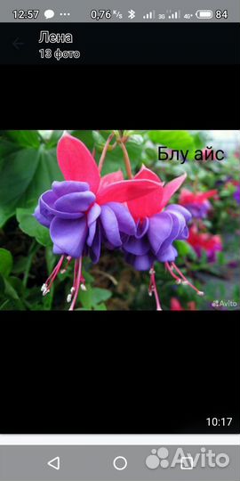 Фуксия черенки