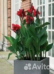 Канны- луковицы