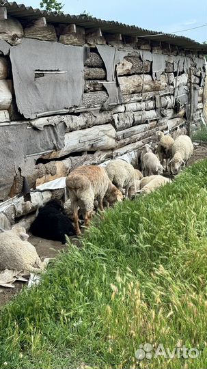 Овцы бараны ягнята
