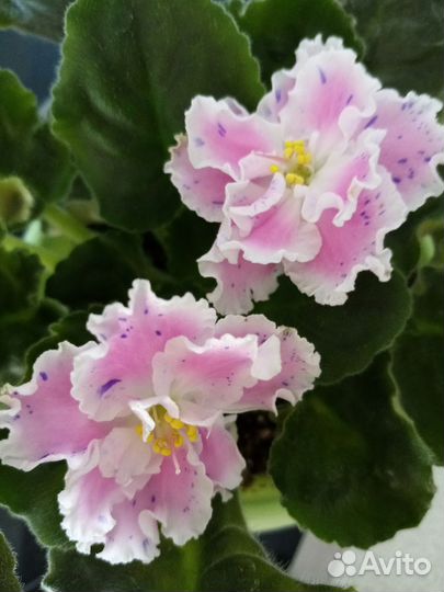 Листики сортовых фиалок