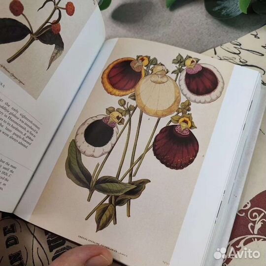 Книга Flora с ботаническими иллюстрациями