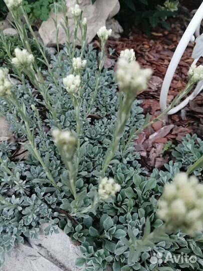 Растения для вашего сада