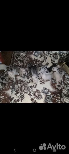 Котята