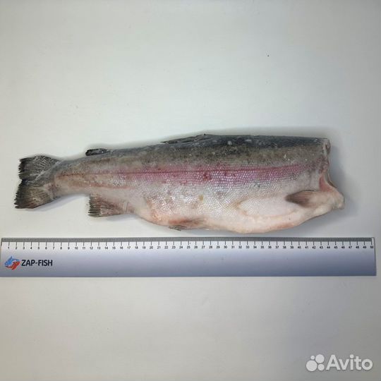 Форель морская