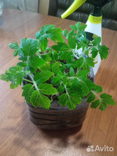 Рассада томатов