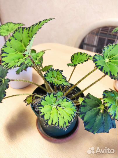 Бегония Тигровая (Бауэра)