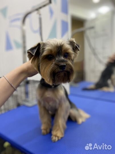 Качественные стрижки собак и кошек в Иркутск