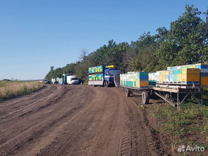 Мёд липовый 2024