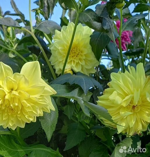 Георгины клубни