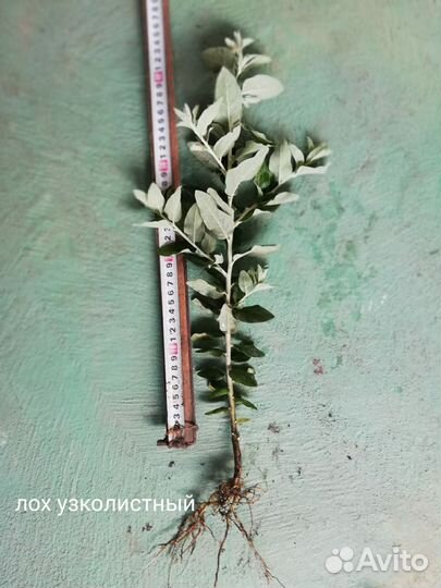 Лох узколистный