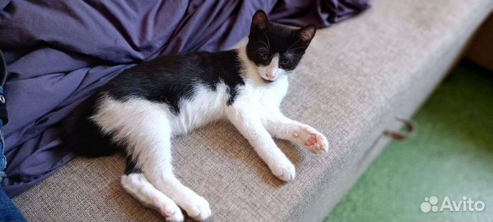 Японский бобтейл